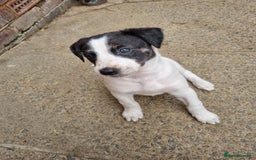 Lurcher dogs for sale: 5 lurcher pups looking for forever homes - Image 11