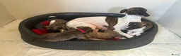 Whippet dogs for sale: One stunning pedigree whippet boy left  - Advert 17