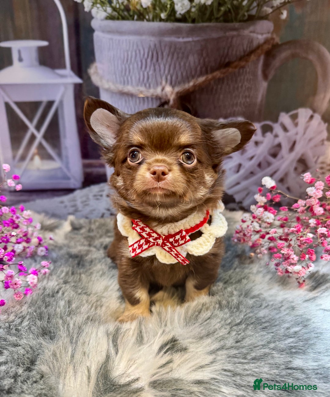 Chihuahua dogs for sale: 🤎💛Exquisite KC LC Chihuahuas🤎💛  - Image 9