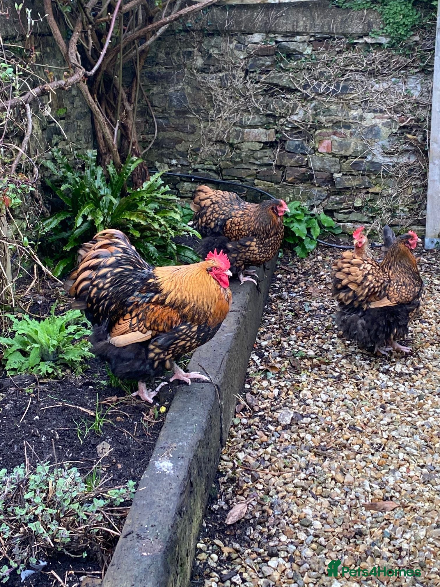 Chickens poultry Gold Laced Wyandotte point of lay - Advert 1