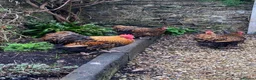 Chickens poultry for sale: Gold Laced Wyandotte point of lay in Barnstaple - Advert 1