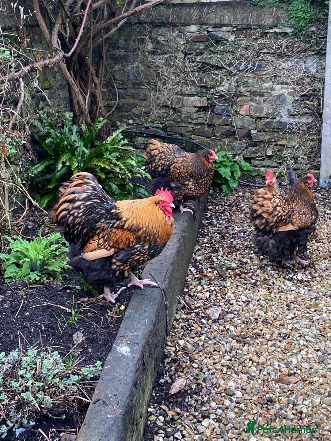 Chickens poultry for sale: Gold Laced Wyandotte point of lay in Barnstaple - Advert 1