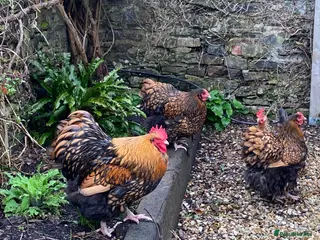 Chickens poultry Gold Laced Wyandotte point of lay - Advert 1