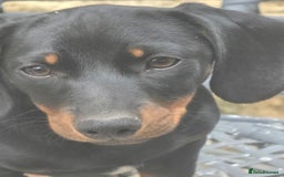 Dachshund dogs for sale: Dauchund puppies - Image 4