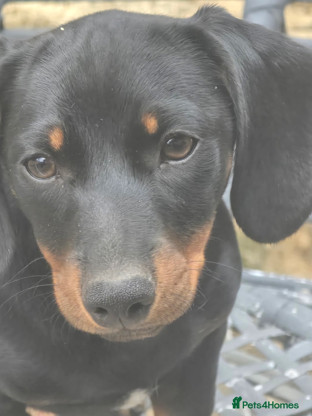 Dachshund dogs for sale: Dauchund puppies - Image 4