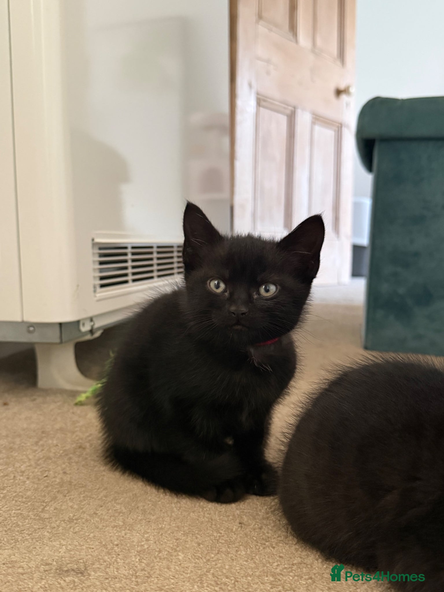 Mixed Breed cats Black female kitten  - Advert 2