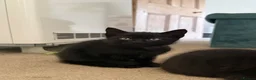 Mixed Breed cats for sale: Black female kitten  - Advert 1