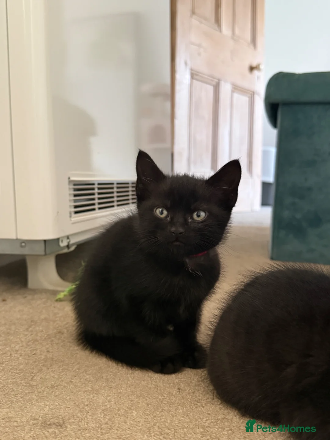 Mixed Breed cats for sale: Black female kitten  - Advert 1