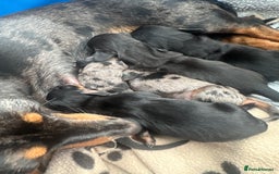 Miniature Dachshund dogs for sale: Miniature daschound - Image 7