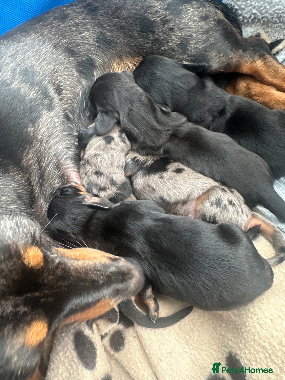 Miniature Dachshund dogs for sale: Miniature daschound - Image 7
