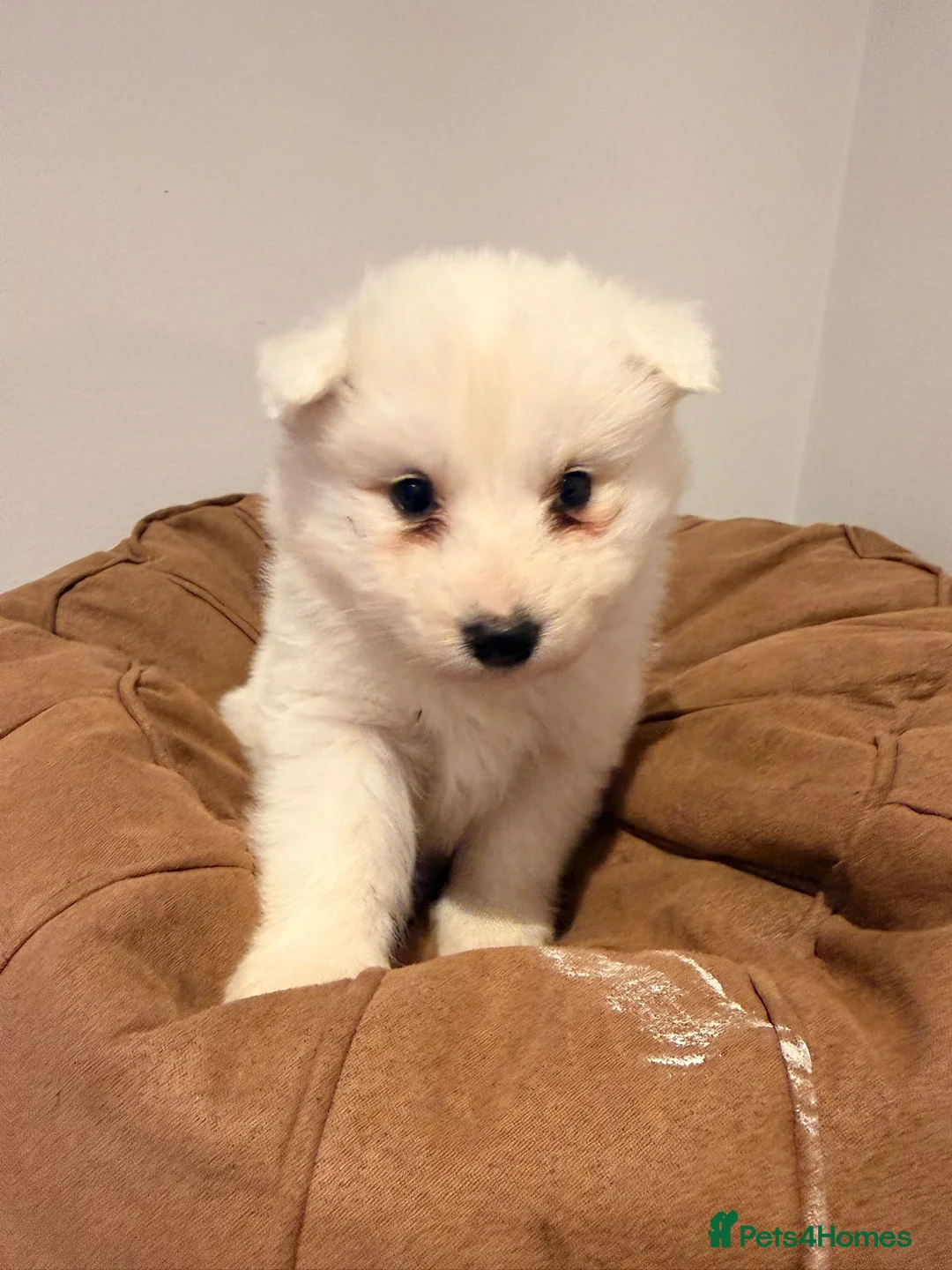 Samoyed dogs for sale: Samoyed Puppies for Sale - Advert 14