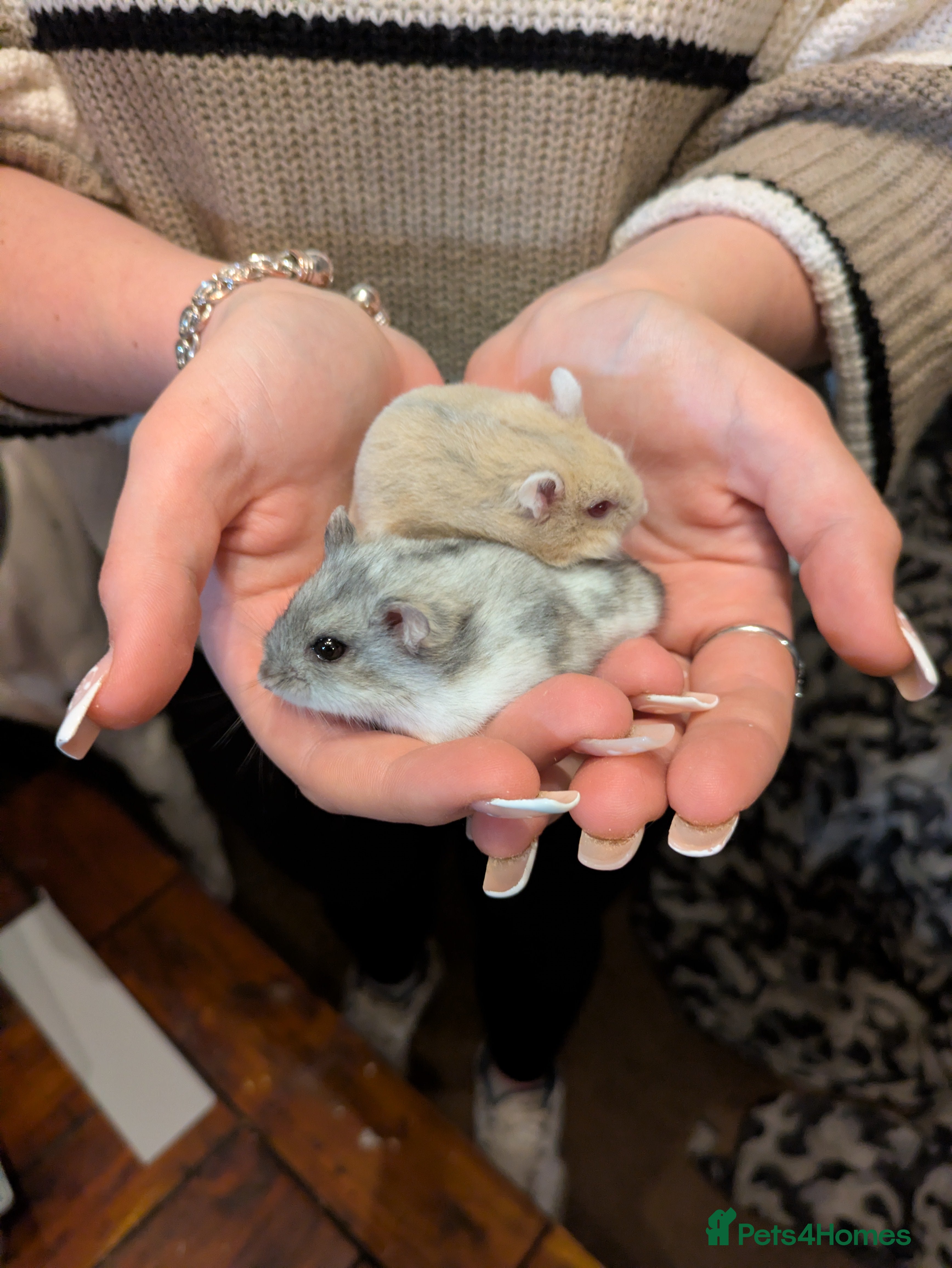 Hamster rodents Two gorgeous friendly male dwarf hamsters - Advert 1