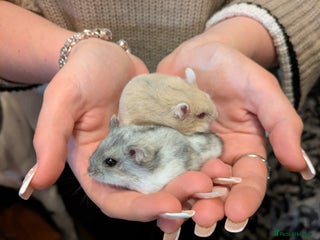 Hamster rodents Two gorgeous friendly male dwarf hamsters - Advert 2