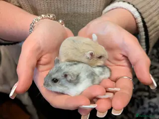 Hamster rodents Two gorgeous friendly male dwarf hamsters - Advert 6