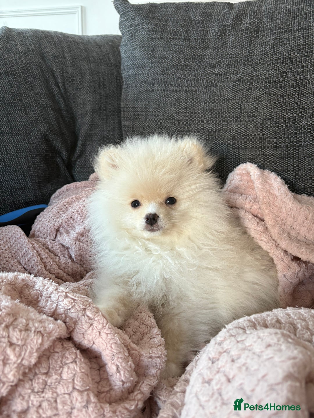 Pomeranian dogs for sale: One Boy Pomeranian left  - Advert 1