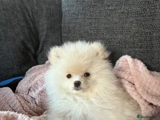 Pomeranian dogs One Boy Pomeranian left - Advert 2