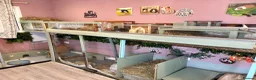 Guinea Pig rodents for sale: Guinea pig boarding in Herne bay - Advert 6