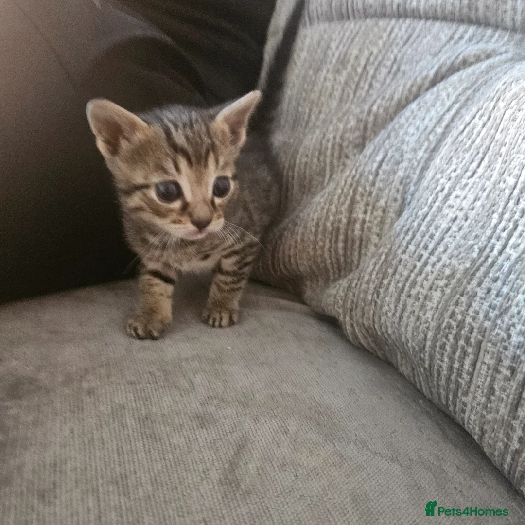 Mixed Breed cats for sale: Bengal cross kittens for sale.  in Liphook - Advert 5