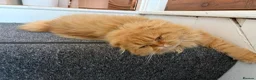 Bengal cats for sale: ginger - Advert 2