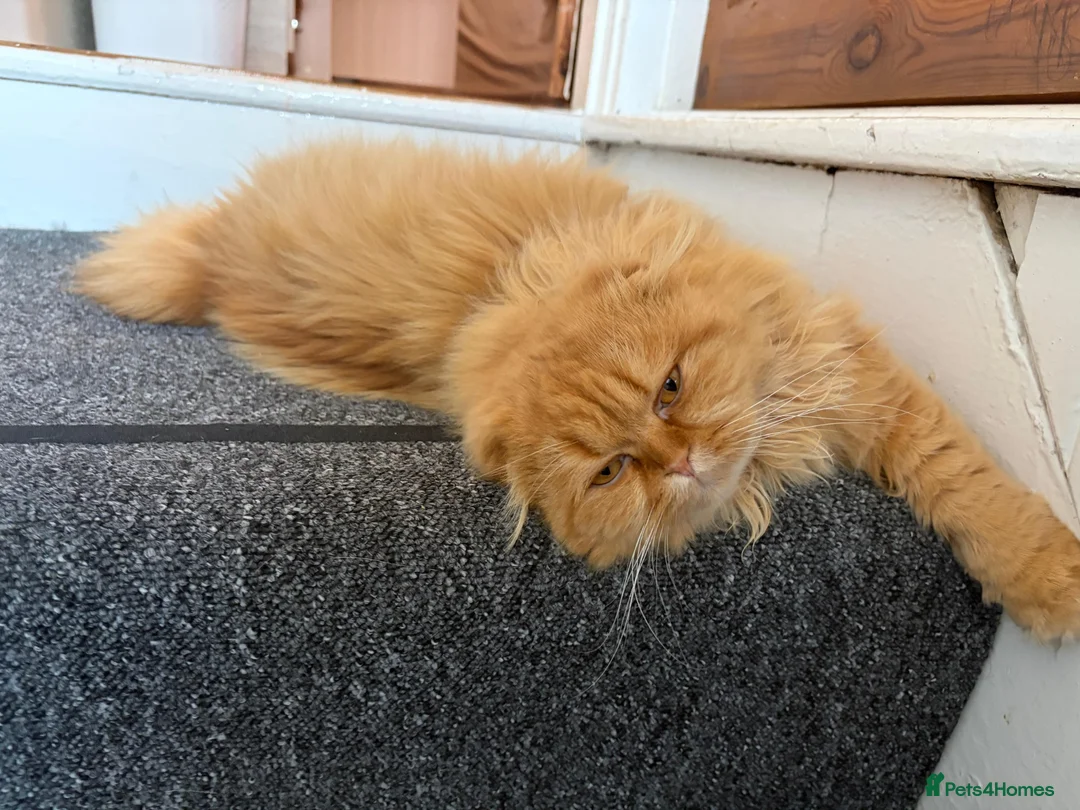 Bengal cats for sale: ginger - Advert 2