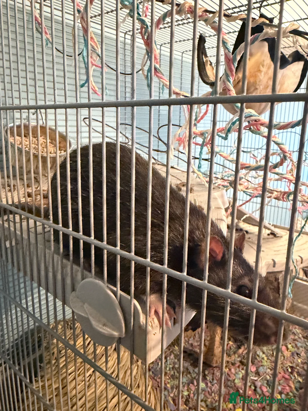 Rat rodents for sale: Friendly baby rats in London - Advert 2