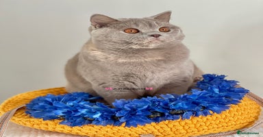 British Shorthair cats in Plymouth - Advert 4