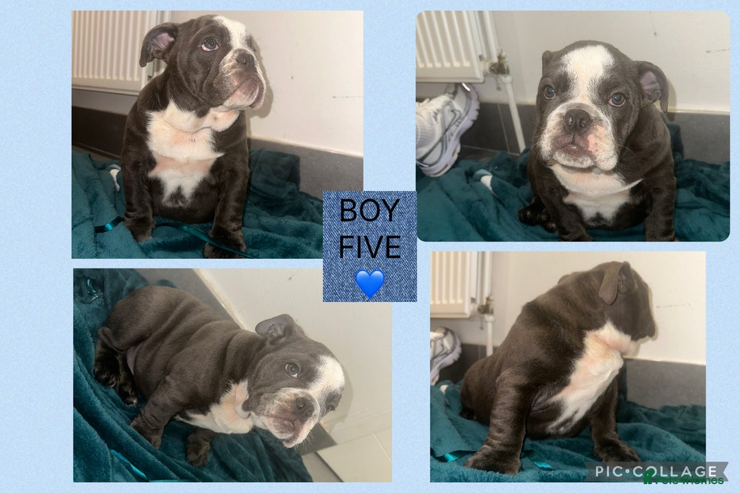 English Bulldog dogs for sale: ENGLISH BULLDOG PUPPIES FOR SALE🩷💙 - Image 7