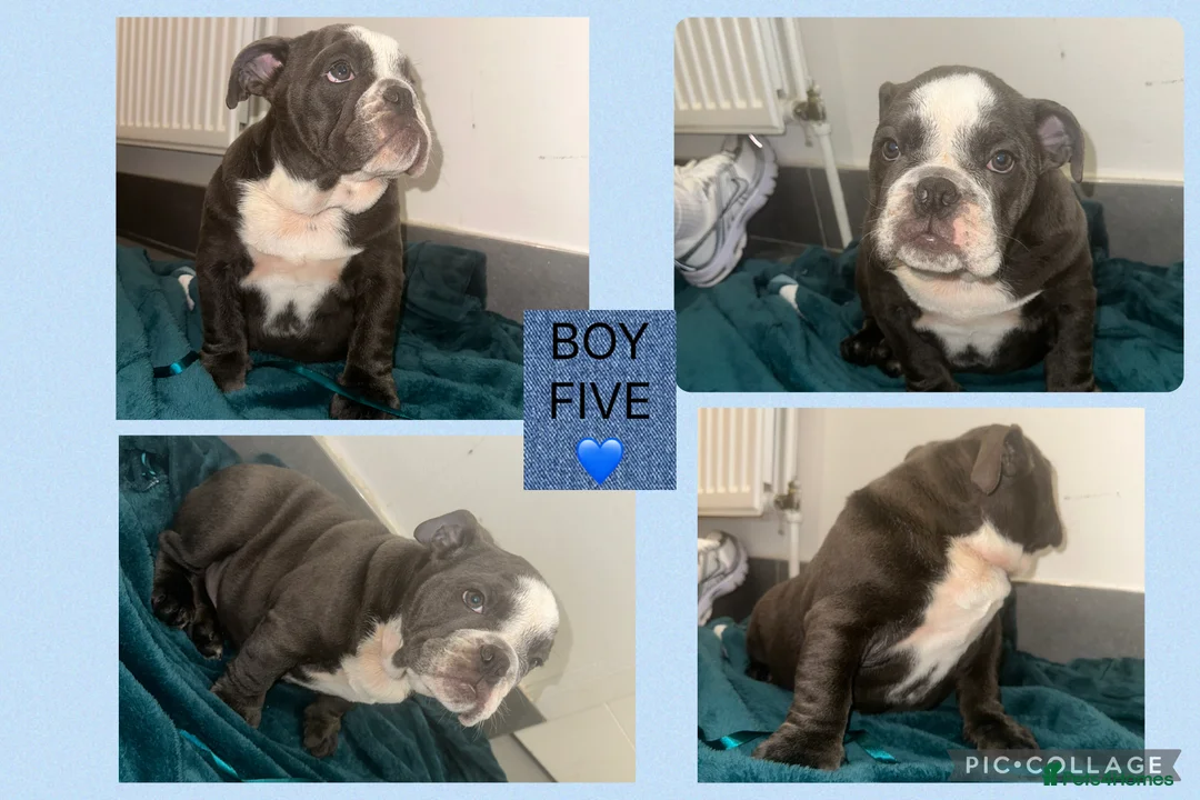 English Bulldog dogs for sale: ENGLISH BULLDOG PUPPIES FOR SALE🩷💙 - Advert 7