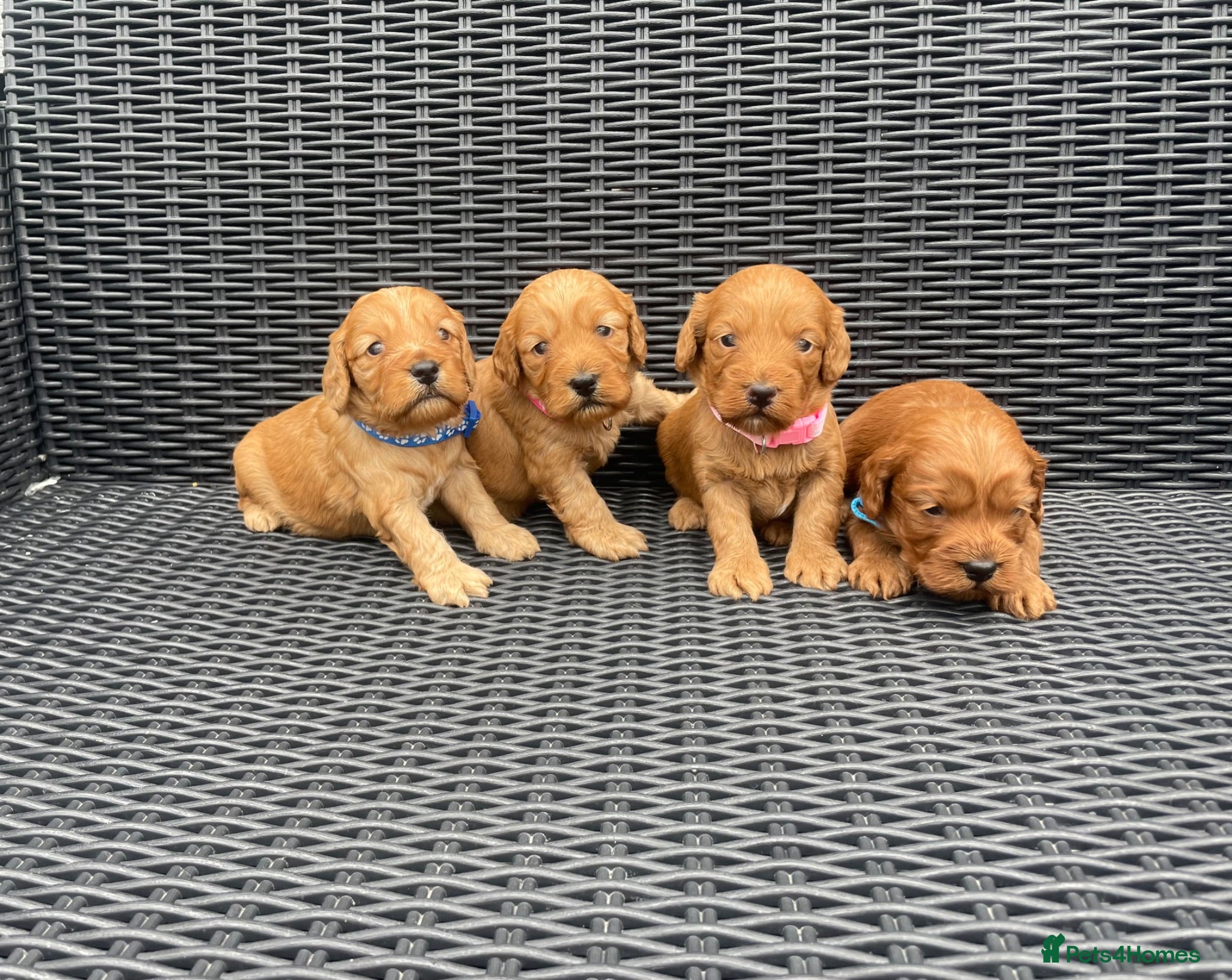 Cockapoo dogs Beautiful F1 cockapoos  - Advert 2