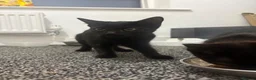Domestic Shorthair cats for sale: 2 Female domestic shorthair kittens in Wigan - Advert 4