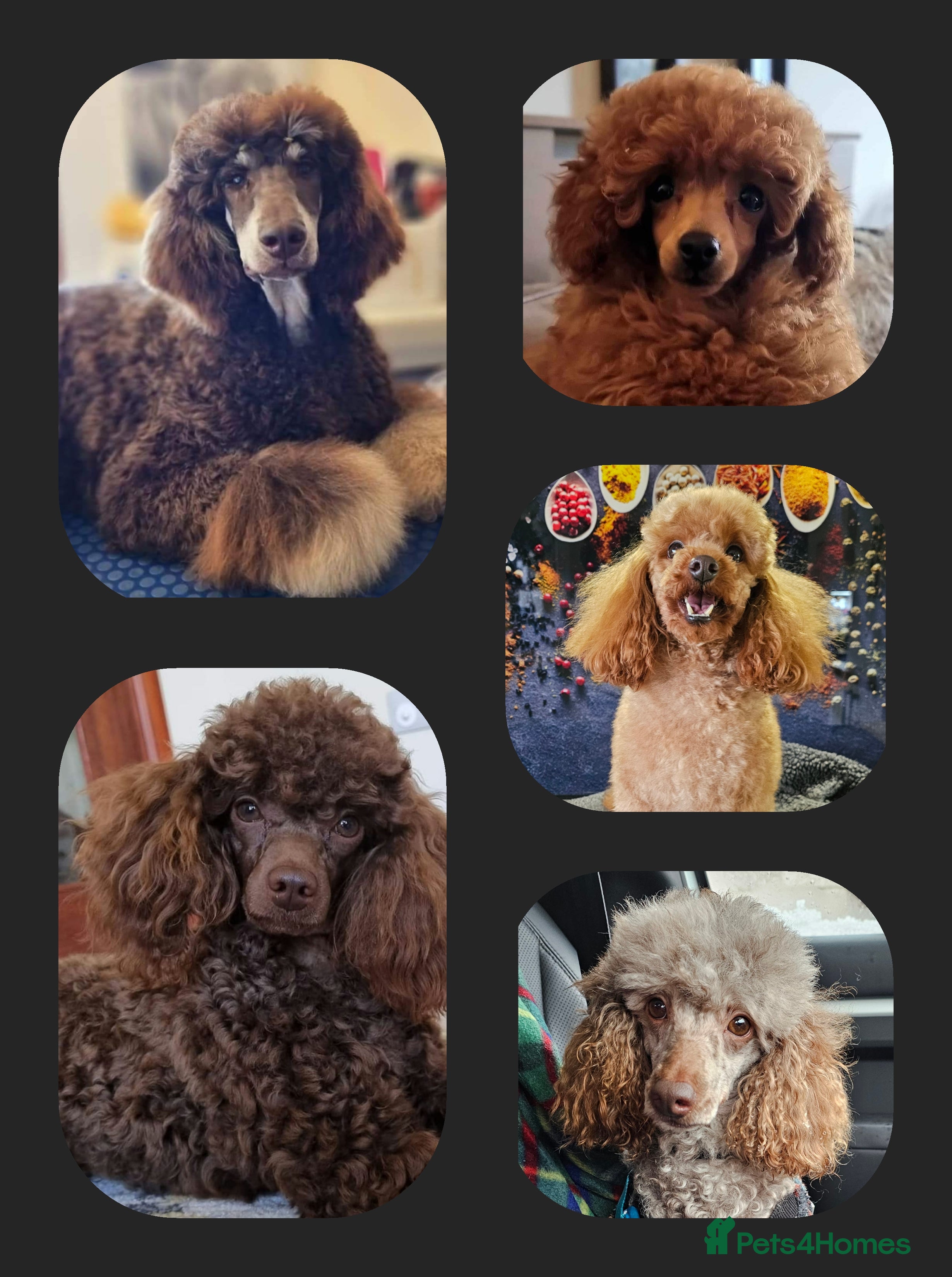 Toy Poodle dogs Toy Poodle stud - Health Tested in Aberdeen - Advert 7