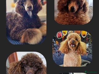 Toy Poodle dogs in Aberdeen - Advert 9