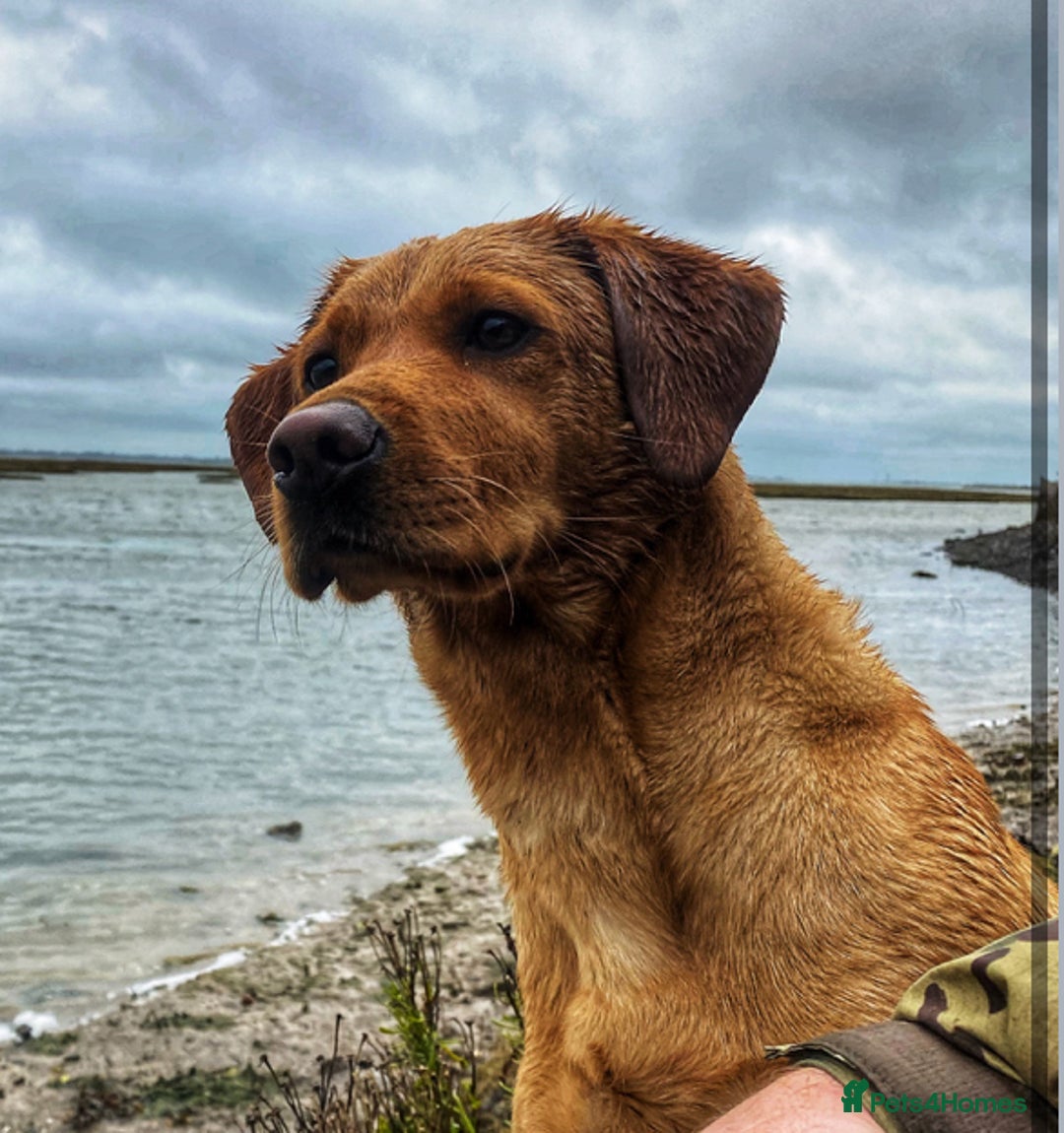 Labrador Retriever dogs for sale: KC Reg ‘Fox Red’ Labrador Retrievers  - Image 1