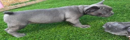 French Bulldog dogs for sale: Blue French bulldog puppies  - Advert 21