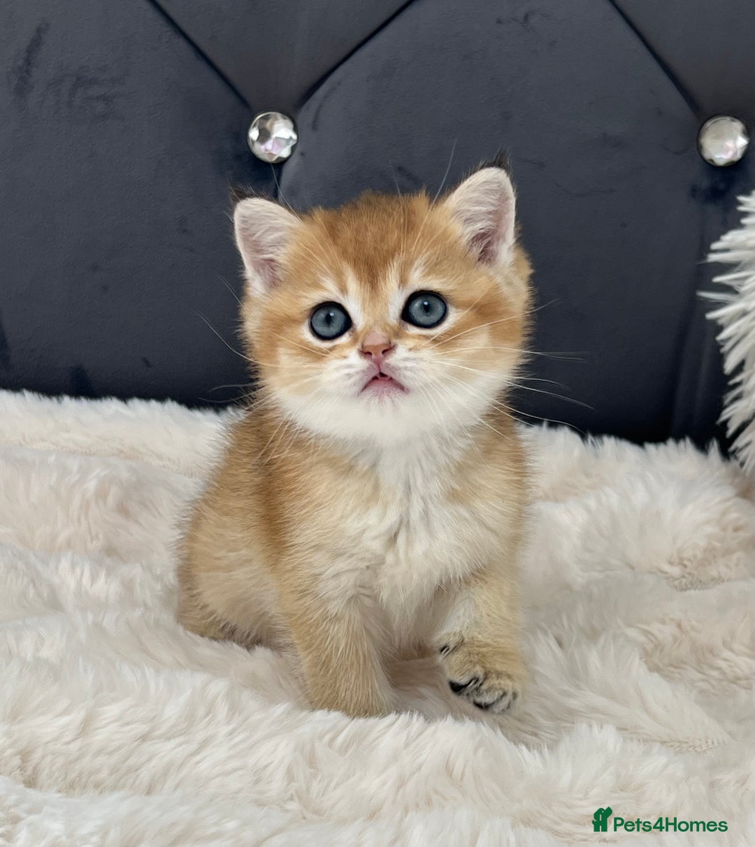British Shorthair cats for sale: Ready to go Golden BSH Kittens Champ line  in March - Image 1