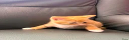 Mixed Breed cats for sale: 6 kittens for sale  - Advert 3