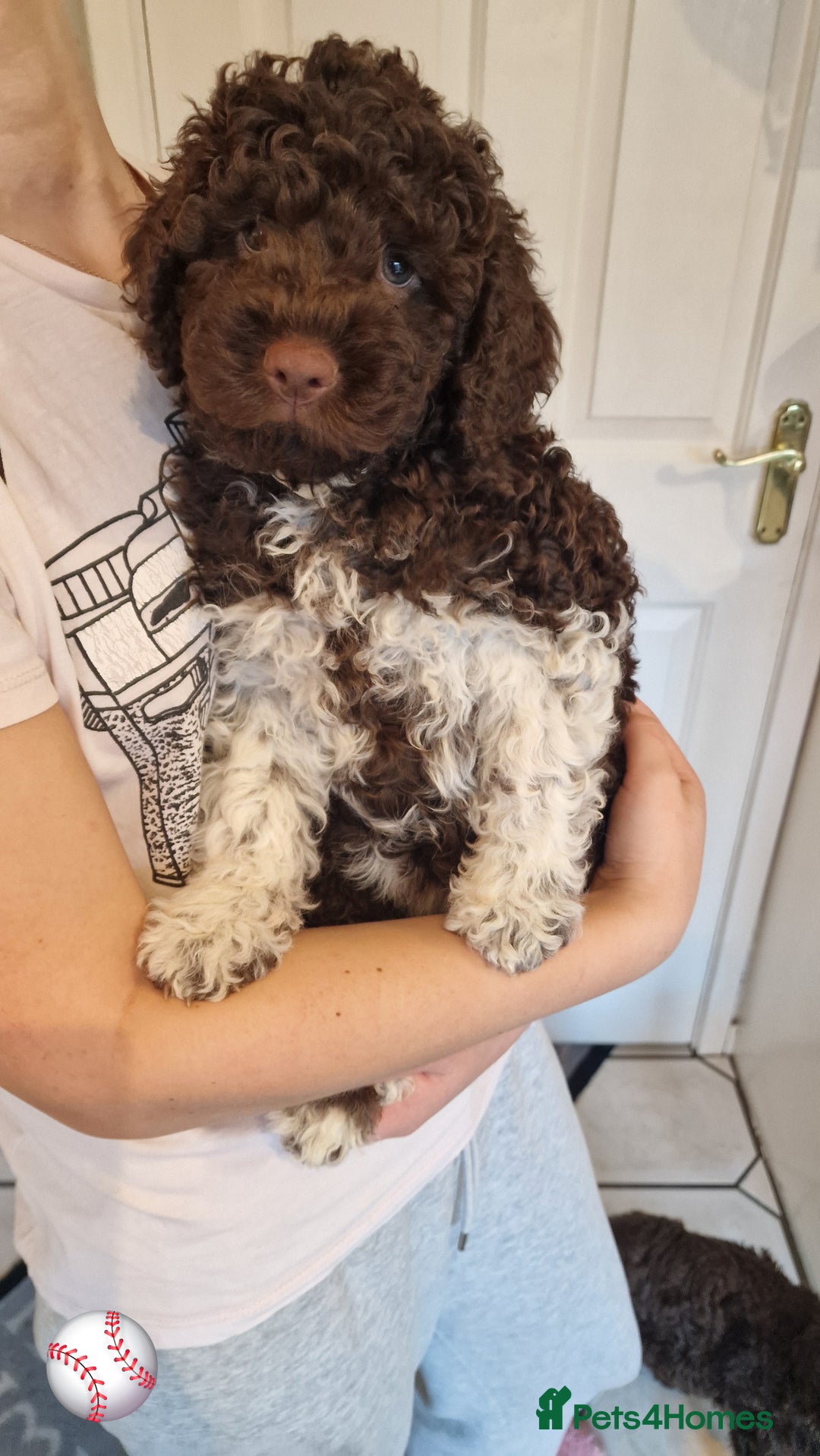 Lagotto Romagnolo dogs for sale: Beautiful Lagotto Romagnolo puppies, KC reg - Image 6