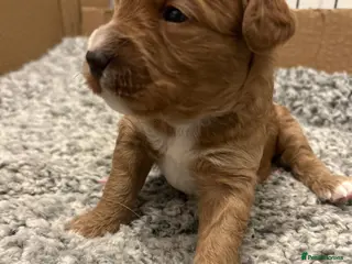 Mixed Breed dogs Tollerdoodle - Advert 3