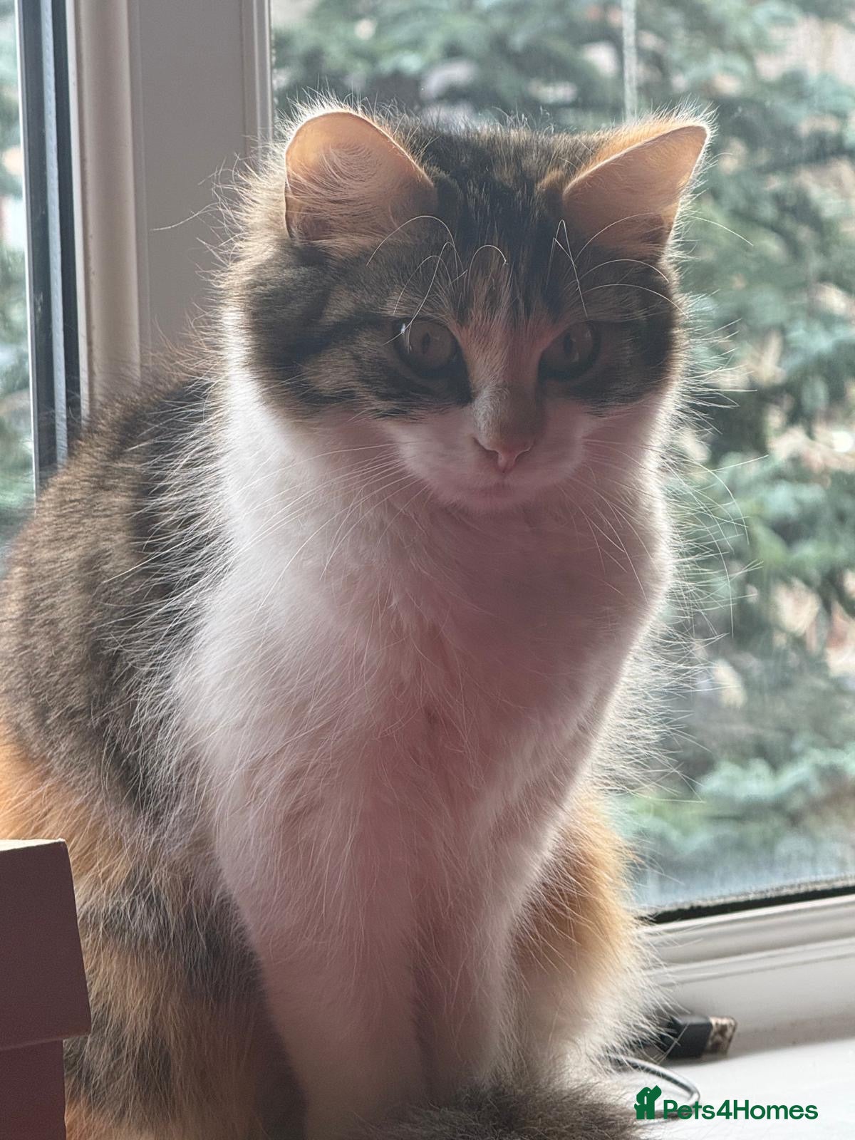 Mixed Breed cats Lovely two boys kitten for sale - Advert 1