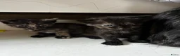 American Shorthair cats for sale: 2 Ginger/Blonde boys , 4 calico girls - Advert 35