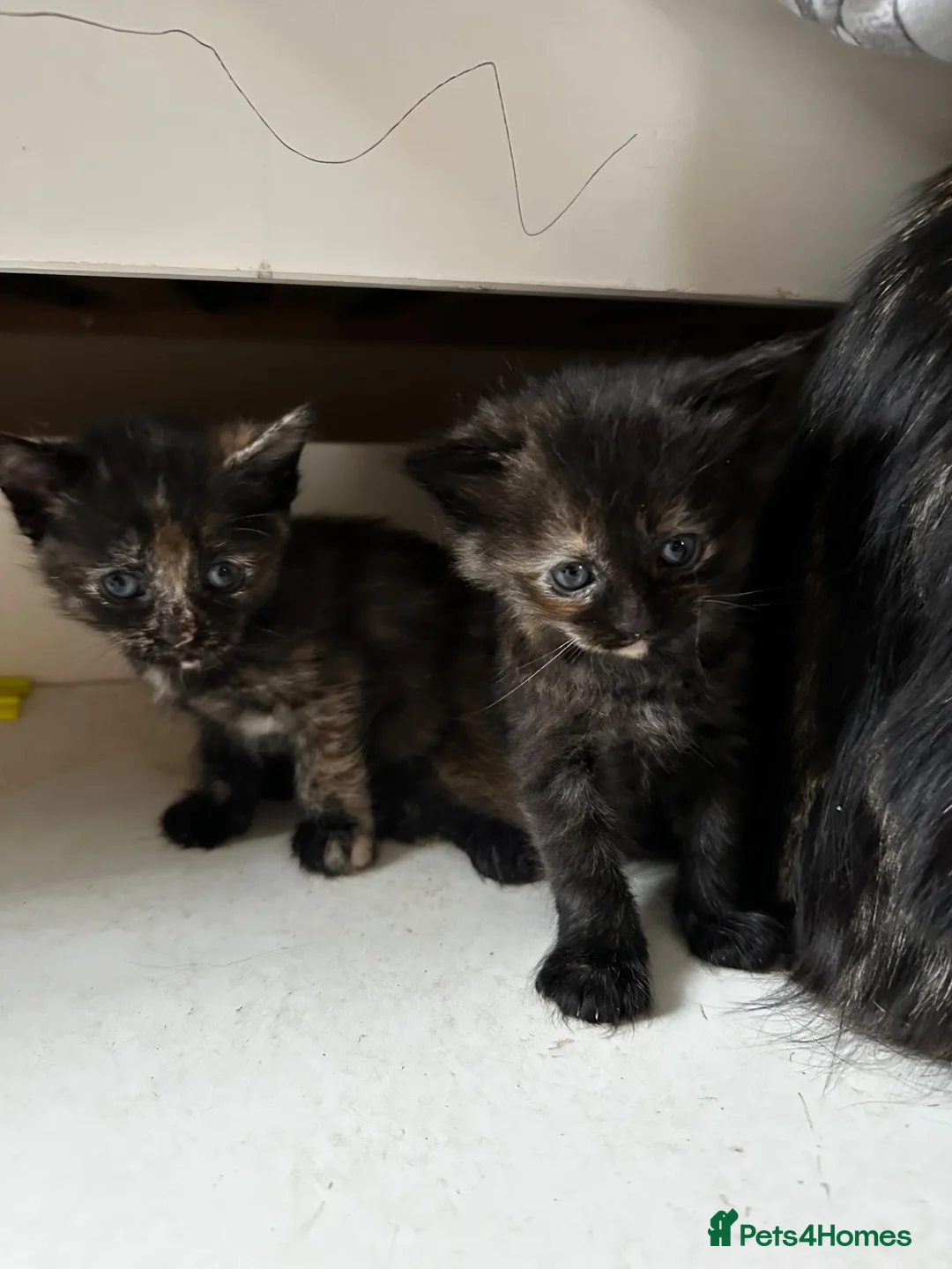 American Shorthair cats for sale: 2 Ginger/Blonde boys , 4 calico girls - Advert 35