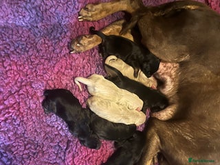 Dobermann dogs - Advert 4