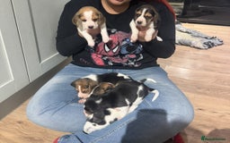 Beagle dogs for sale: Beautiful beagle puppies  - Advert 5