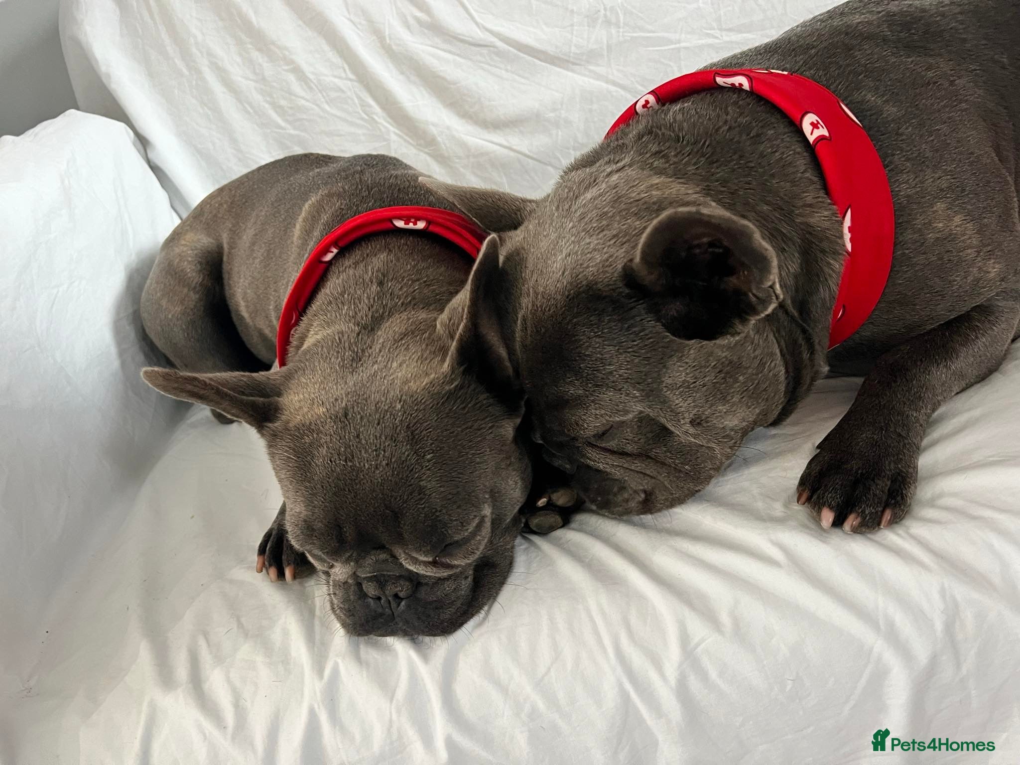 French Bulldog dogs French Bulldog puppies one girl and one boy - Advert 2