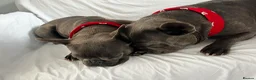 French Bulldog dogs for sale: French Bulldog puppies one girl and one boy - Advert 2