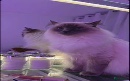 Ragdoll cats for sale: Tabby mixed with ragdoll for sale  - Image 5