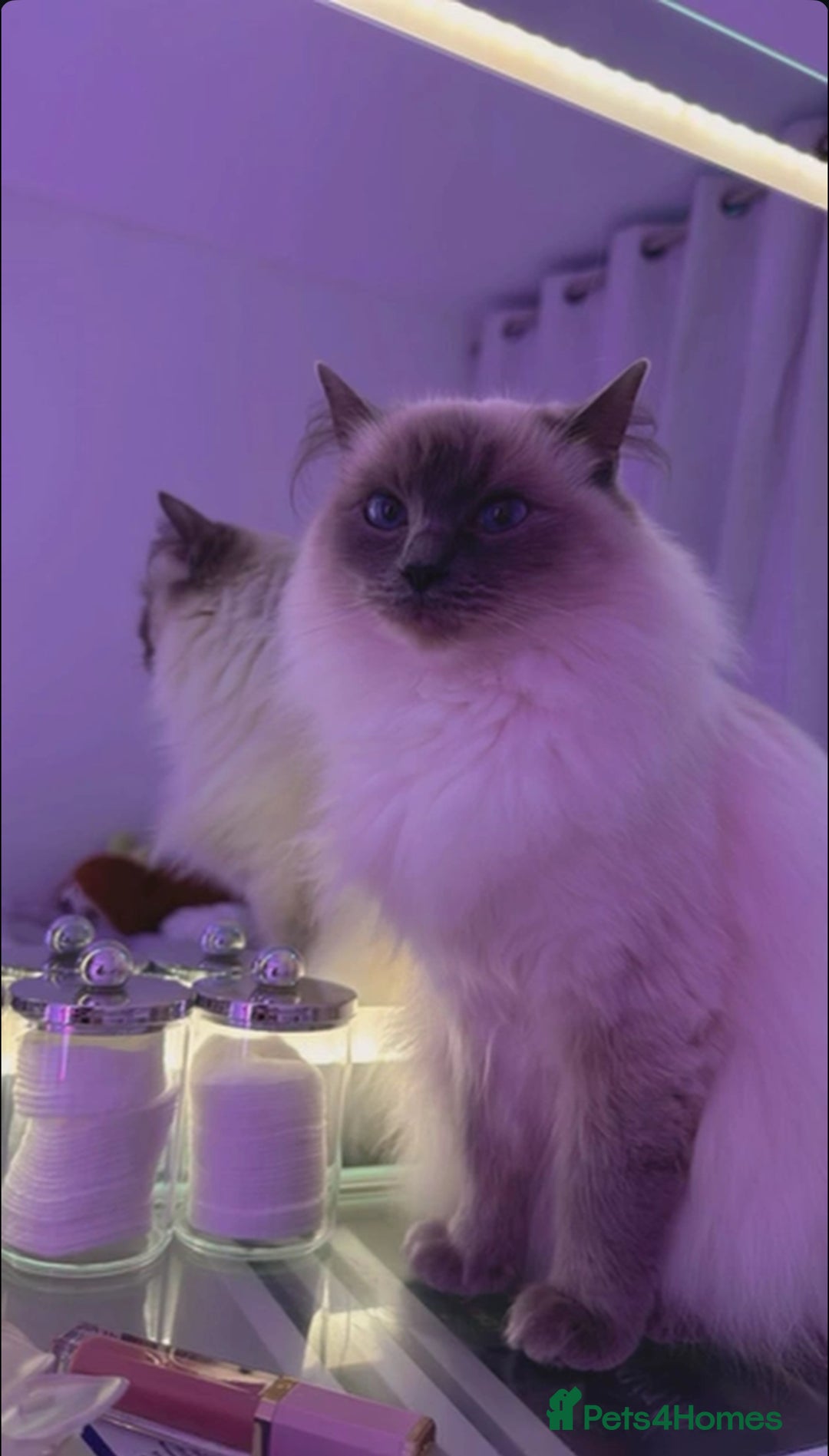Ragdoll cats for sale: Tabby mixed with ragdoll for sale  - Image 5