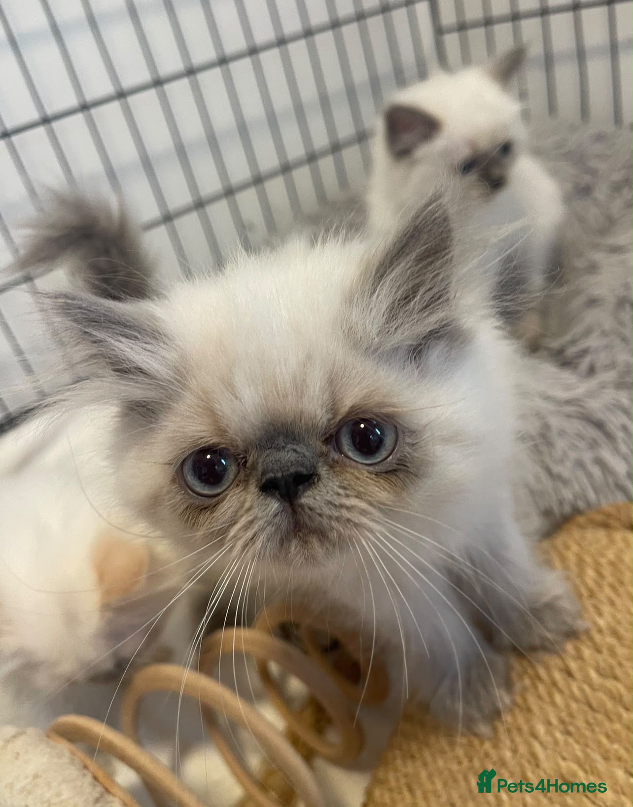 Persian cats Beautiful Blue Point Kittens - Advert 2