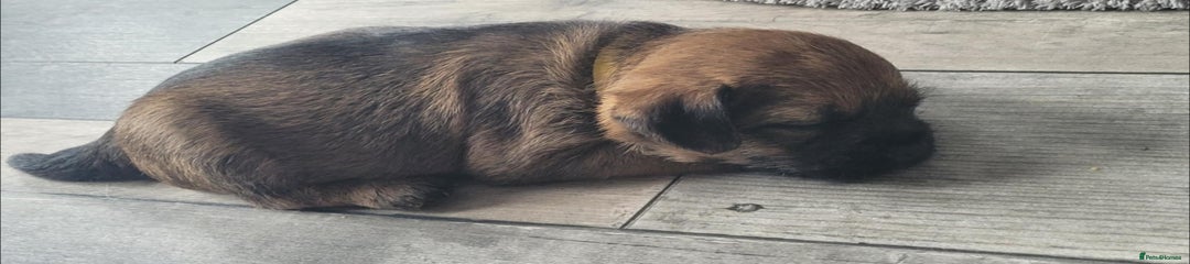 Border Terrier Puppy 3