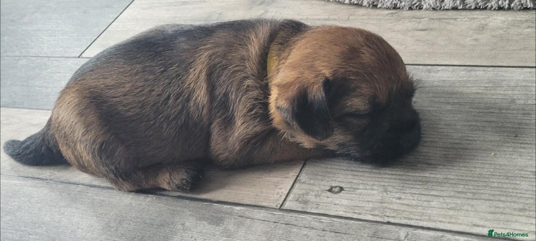 Border Terrier dogs for sale: Border Terrier Pups - Image 4